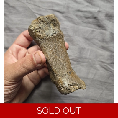 Rare Hadrosaurus Dinosaur Fossil Metatarsal Foot Bone Hellcreek Fm Montana